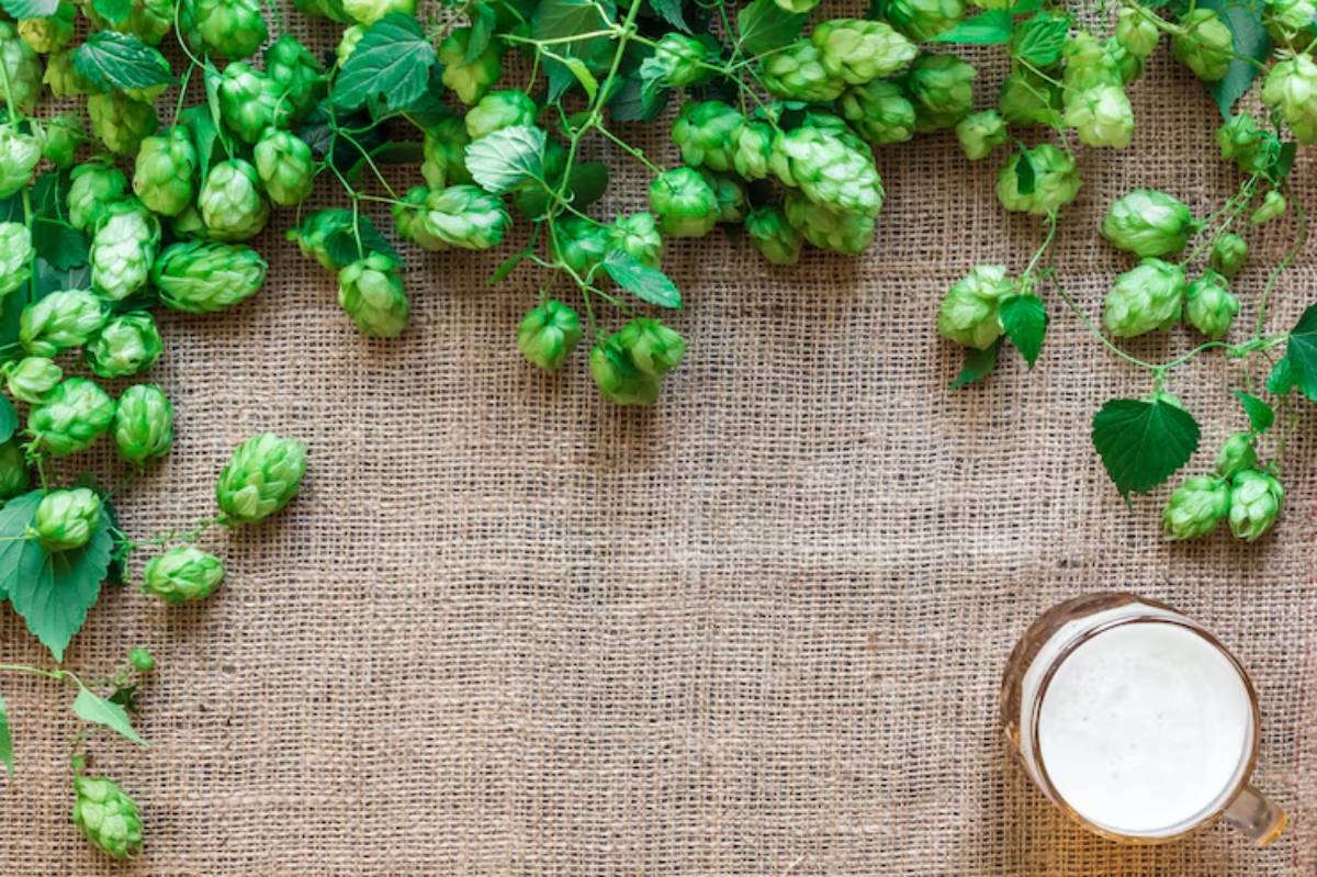 A fresh green hop vine surrounds a glass of frothy beer on a textured burlap background.
