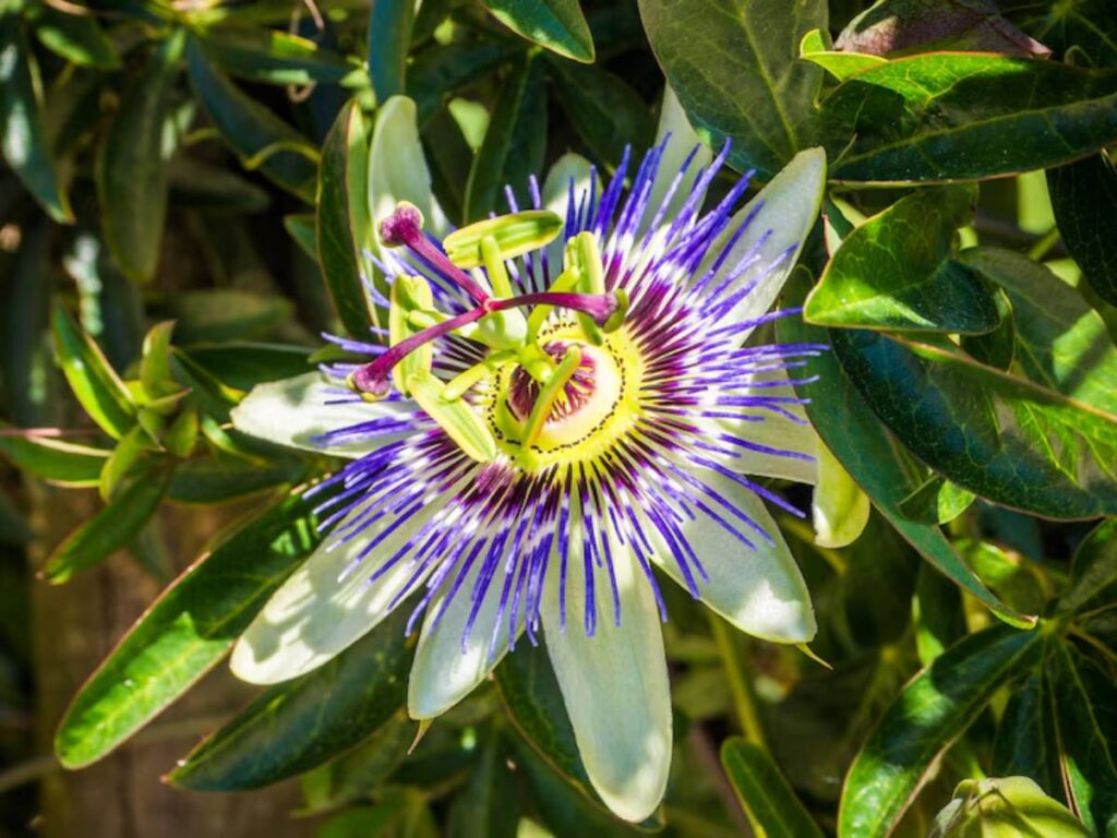 A close-up of a vibrant passionflower, showcasing its intricate purple and white petals amidst lush green leaves.
