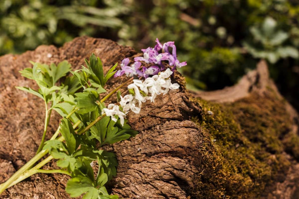A close-up of purple and white flowers entwined on a moss-covered, textured log in a natural, green setting.
