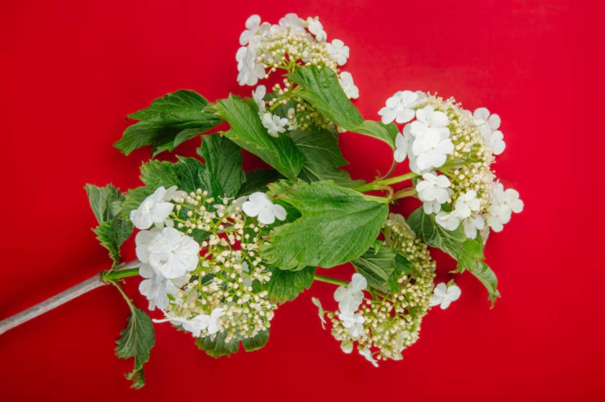 A cluster of white flowers with green leaves against a bright red background, showcasing vibrant floral detail.