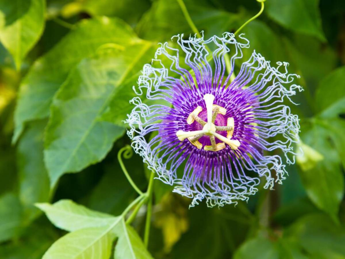A vibrant purple passionflower blooms against lush green leaves, showcasing intricate filaments and a striking central structure.
